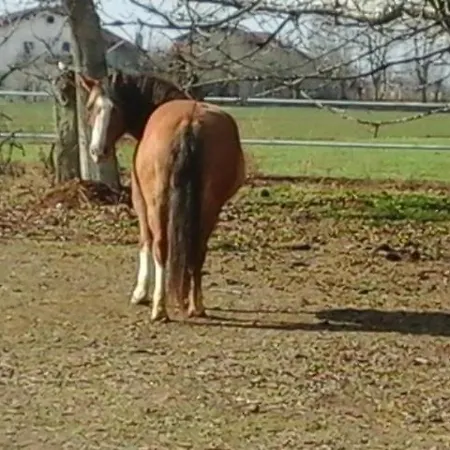 Cm Ranch 3* Cuneo
