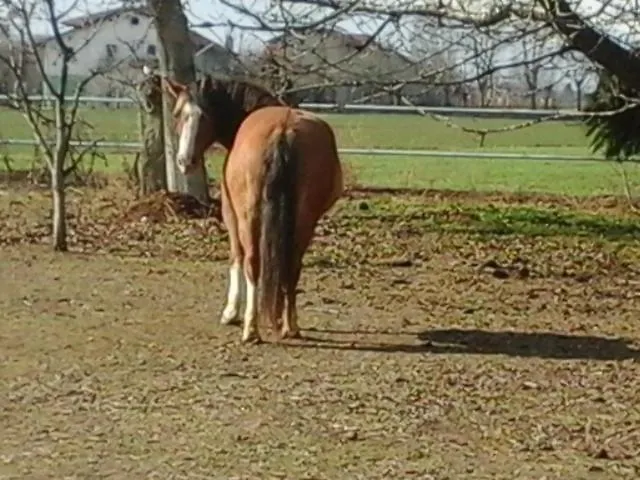 Cm Ranch 3* Кунео